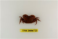 藏品(絨毛近方蟹)的圖片